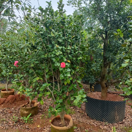 会泽县茶花，云南茶花，各品种，规格多多，袋苗地栽苗