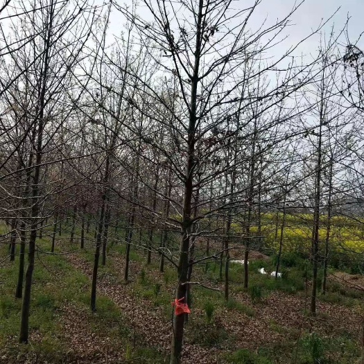 南京娜塔栎8－18 公分，大量出售各种规格
