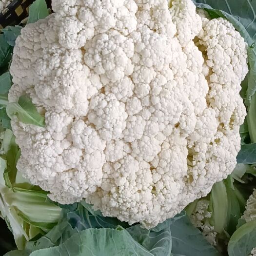聊城白花菜花 松花菜