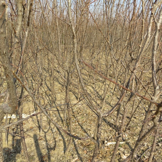 新绛县杏树苗 山杏树
