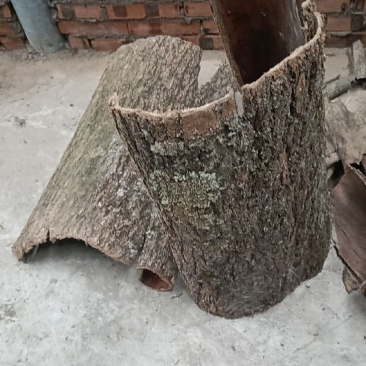 筠连县杜仲 杜种，原始皮