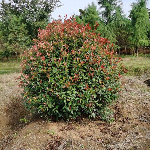 南京火焰红 180—250厘米红叶石楠球基地供应