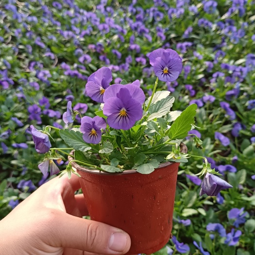 角瑾花    双色盆110