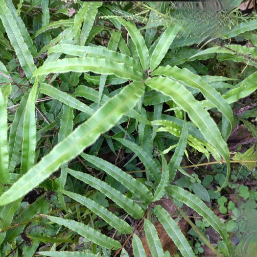丽江凤尾草 风尾草