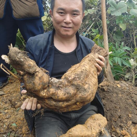 重庆市野生葛根粉 临峰山富硒之地自家挖野葛，纯手工保证
