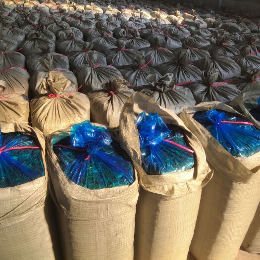柳城县蔗尾青贮 青贮甘蔗尾叶鲜嫩多汁，适口性好