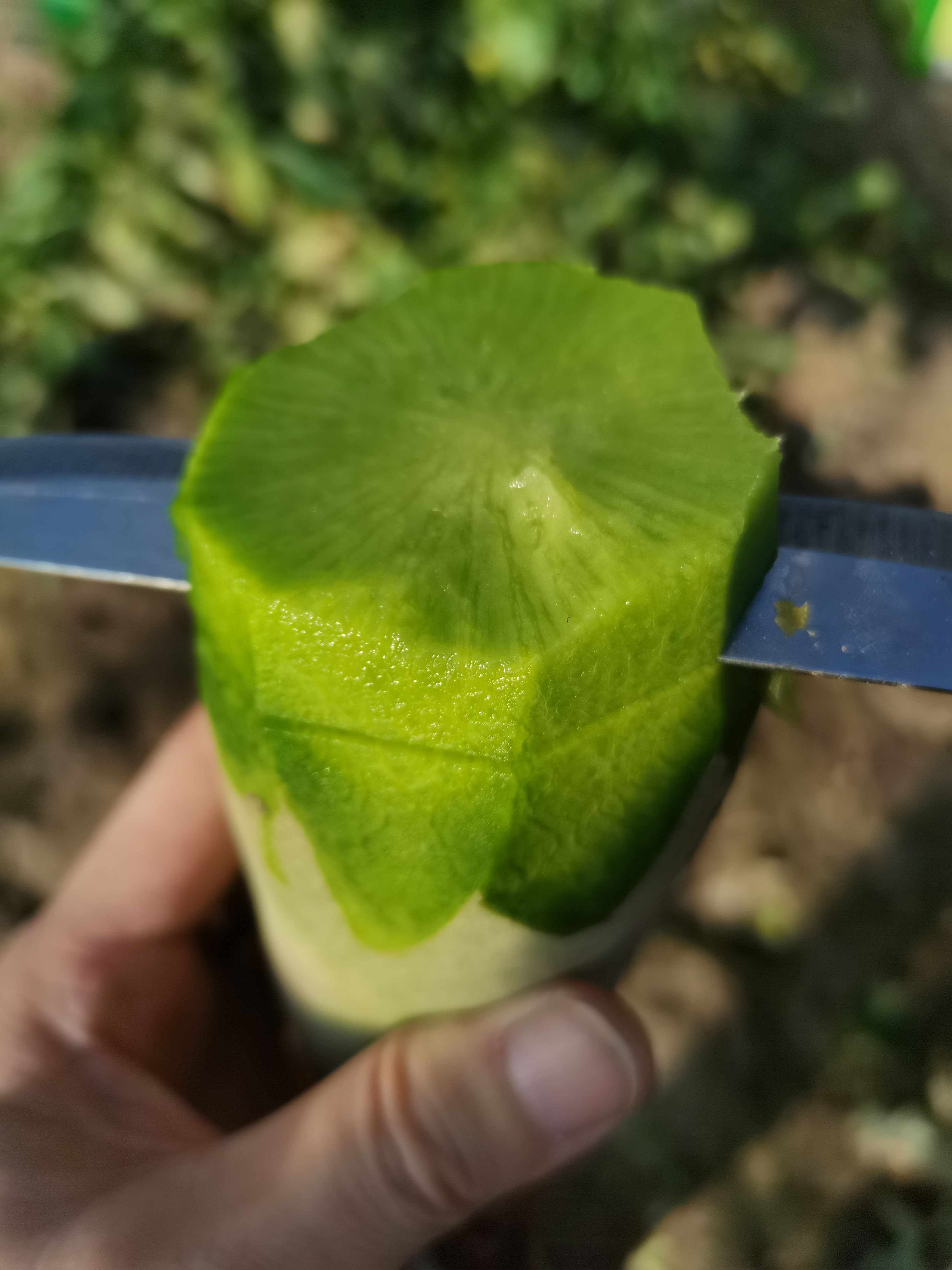 青萝卜 天津西青沙窝萝卜