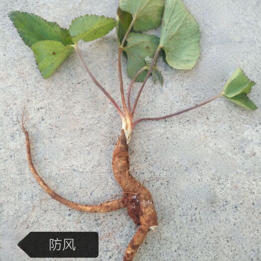 丽江 防风