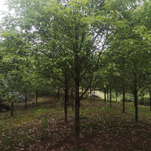 自贡 香樟