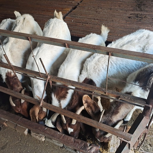 禹州市波尔山羊出售肉羊及小羊种羊
