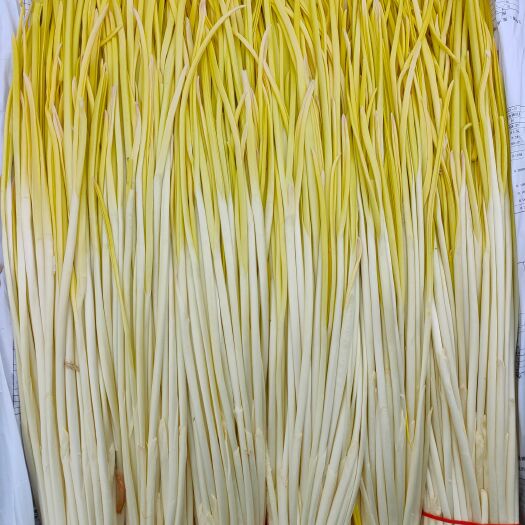 北京唐山市亚超种植批发蒜黄