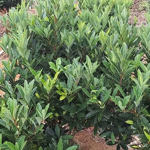 高州市 四季山茶花