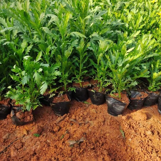 昆明 木春菊苗 工程绿化苗 基地直发