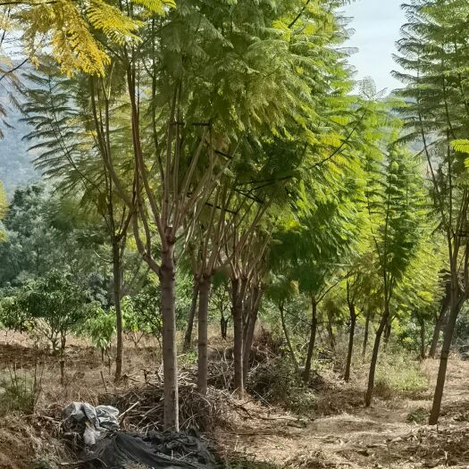 攀枝花尖叶蓝花楹 蓝花楹，原生苗，2米分枝，各种规格型号共计4万多株。