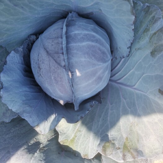 昌宁县紫包菜 精品紫甘蓝，基地直发，品质好
