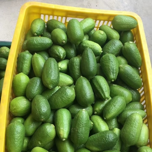 遂溪县香水柠檬 柠檬 果园直销