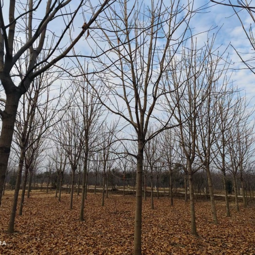 南京 10—18公分七叶树基地，批发价格便宜