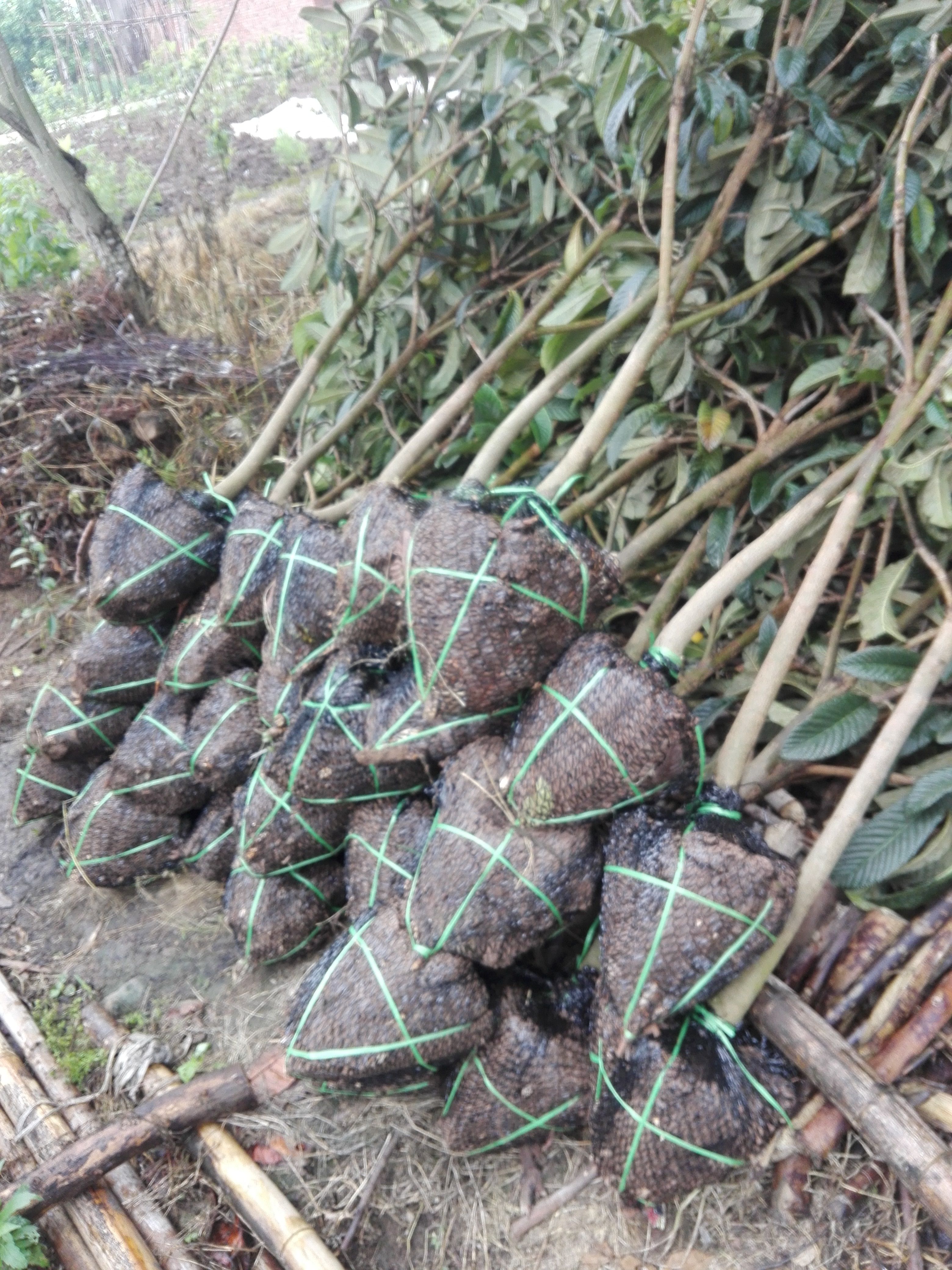 大五星枇杷树苗