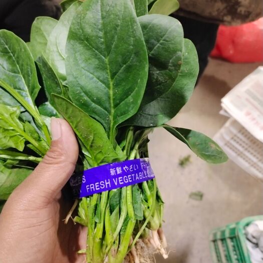 石家庄上海青 本冷库常年供应，精品油菜，快菜，油麦菜等叶菜。