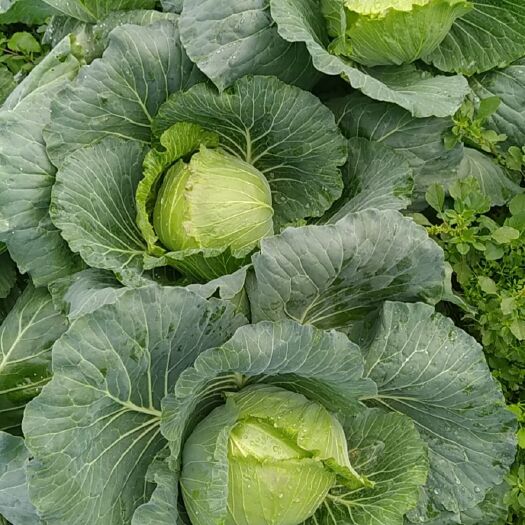 武平县平包菜 自产自销的包菜便宜批