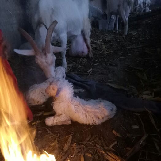 礼泉县陕西萨能奶山羊