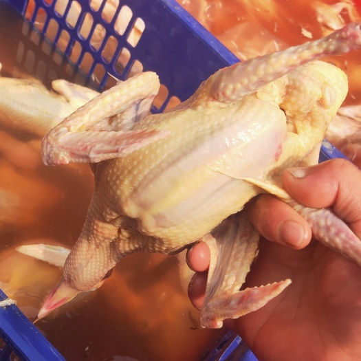 精品原粮乳鸽，