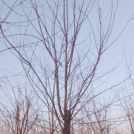 香花槐，胸径13一20公分海量供应