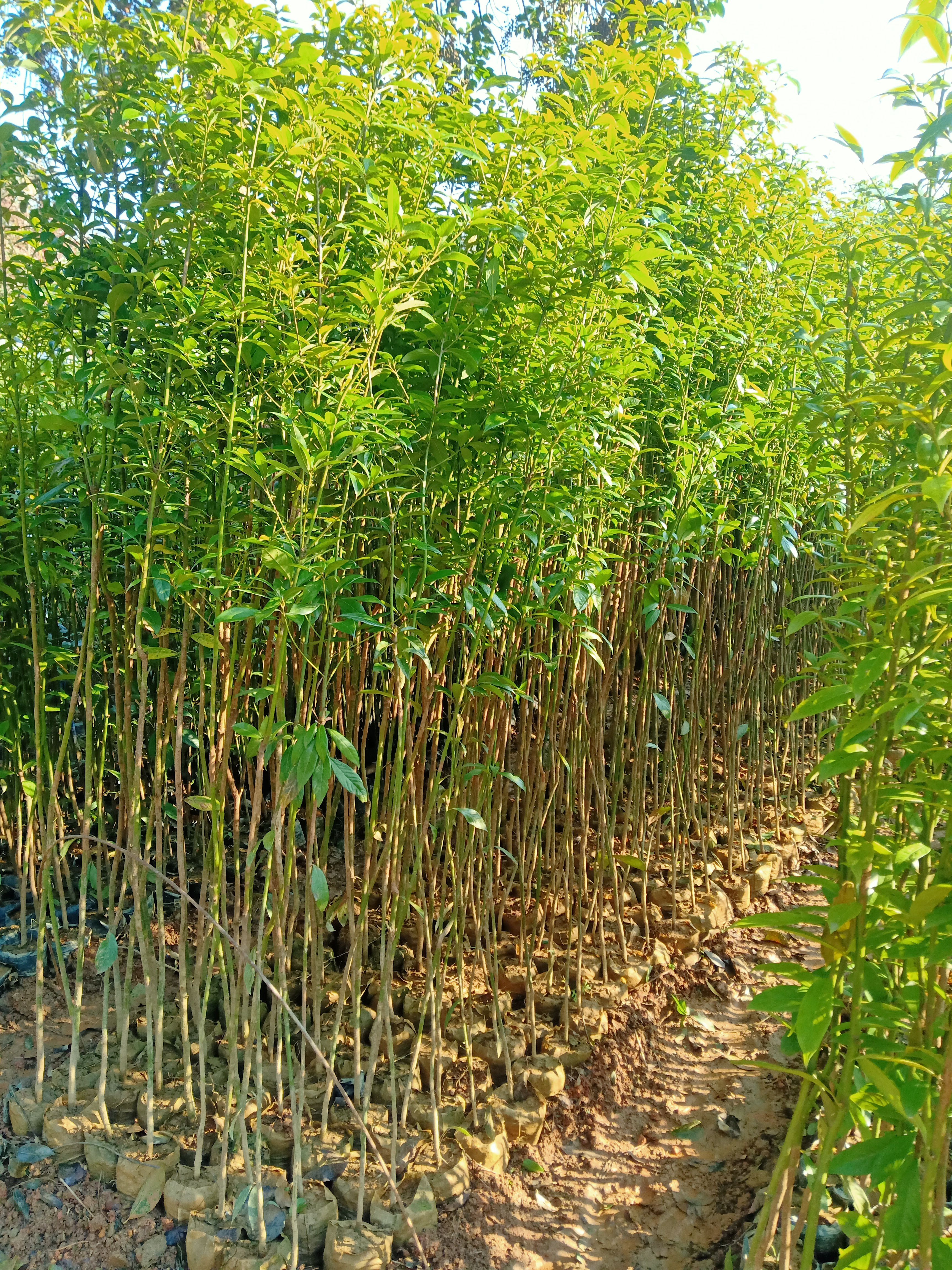 金丝楠苗 基地精品金丝楠木