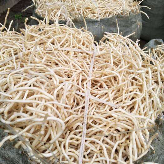 麻城市鱼腥草根 鱼腥草