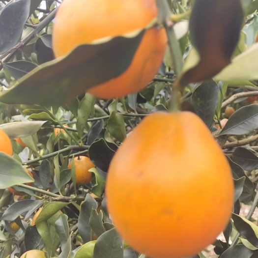 柳州 脆蜜金桔