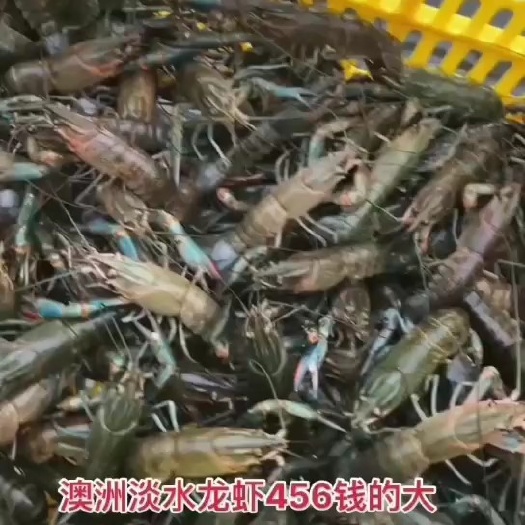 肇庆 澳洲龙虾