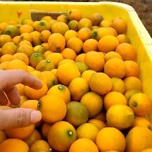 融安县融安滑皮金桔，清甜可口，自家果园现摘现发，支持一件代发