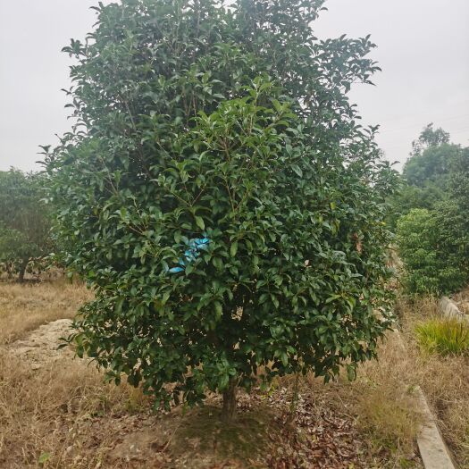 南京 高杆冠幅200—250—300厘米金桂（桂花）基地价格