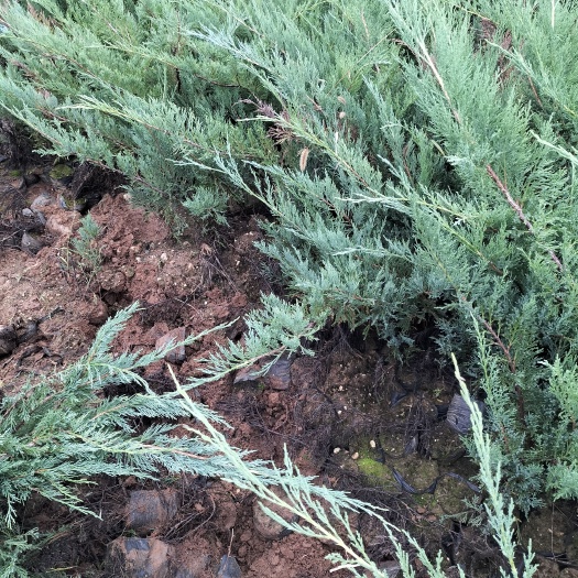 三原县沙地柏基地大量供应盆装沙地柏小苗营养杯苗沙地柏铺地柏铺地柏爬