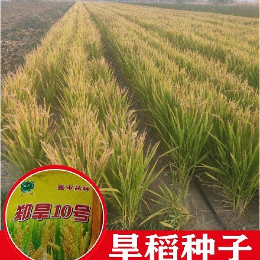 沭阳县批发旱稻种子郑旱10号优质高产常规水稻种子现货25斤一袋包
