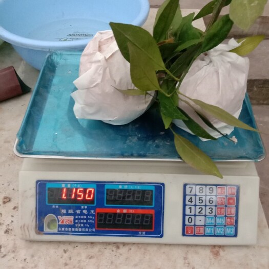 资阳 耙耙柑