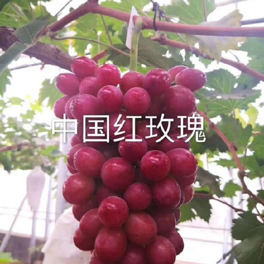 徐州 中华红玫瑰葡萄苗