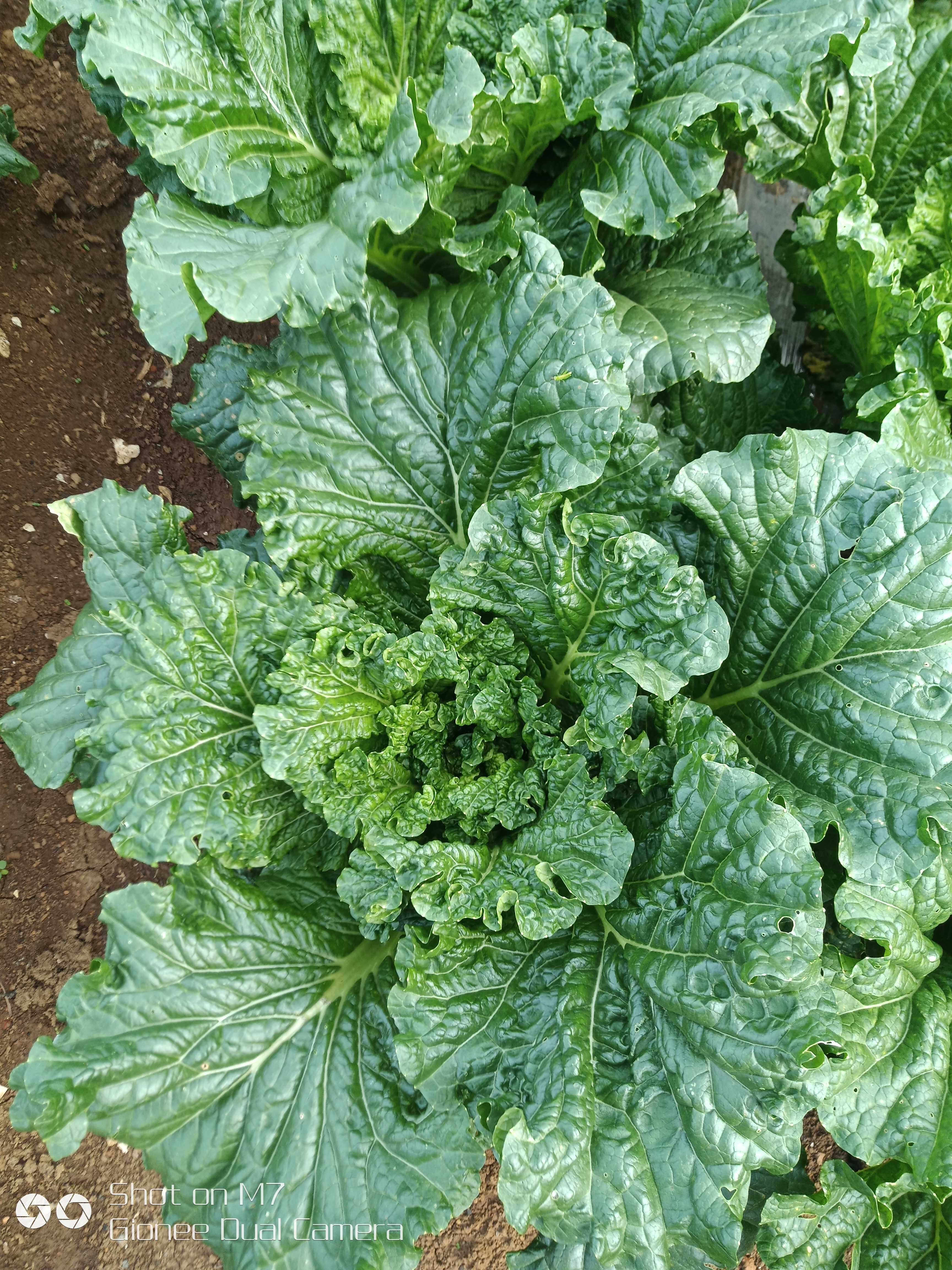 青麻叶大白菜 叶色墨绿，无黄斑白斑，无虫眼，整齐度一致，卖相