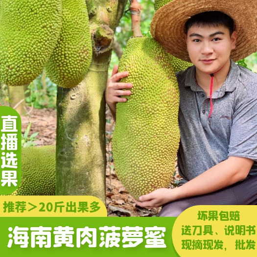保亭县 海南三亚黄肉菠萝蜜
