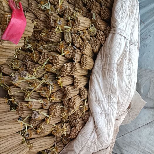 邯郸 小白嘴山药