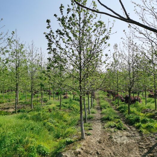 南京 8—10—12—15—18公分北美枫香基地，价格优惠
