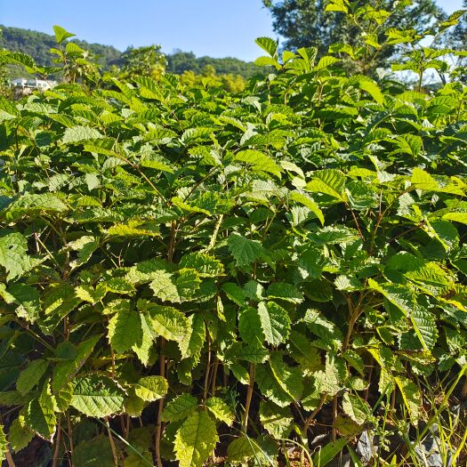 广州黄花风铃小苗 小花黄花风铃小苗