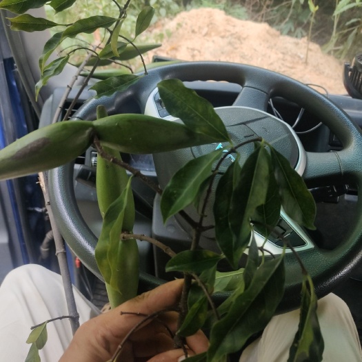 广州钩吻 断肠草 羊角拗