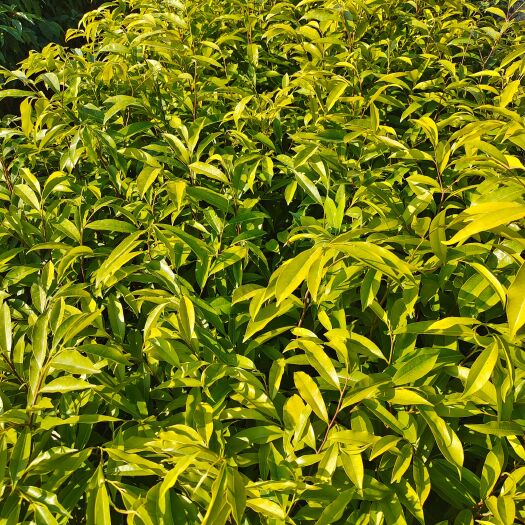 广州沉香小苗 白木香小苗