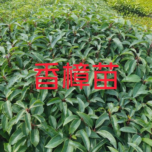 广州樟树苗 广东绿化小树苗