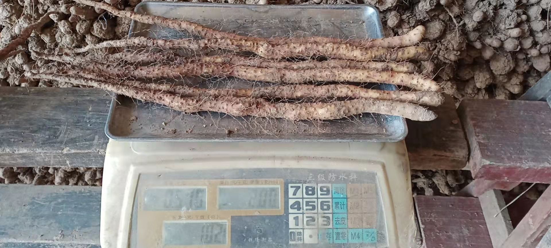 铁棍山药苗 优质铁棍山药原种豆苗