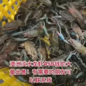 肇庆澳洲龙虾 澳龙