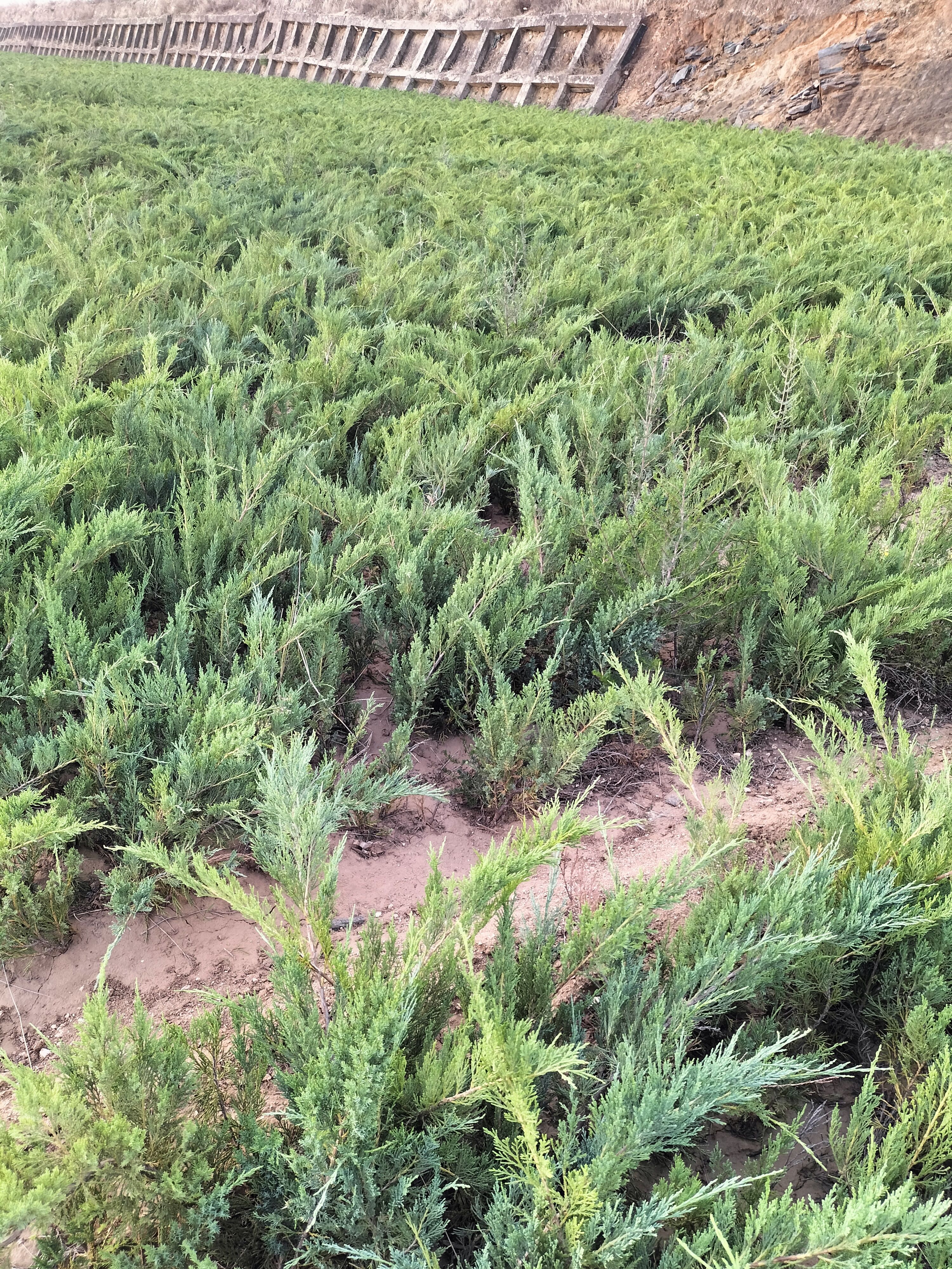 沙地柏基地大量供应盆装沙地柏小苗营养杯苗沙地柏铺地柏铺地柏爬