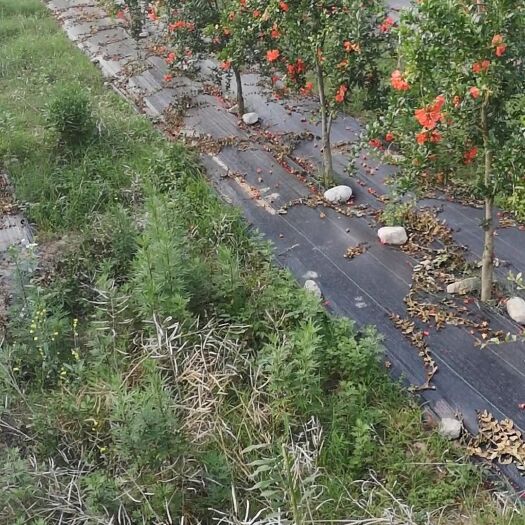 枣阳市石榴树苗 突尼斯软籽石榴树便宜卖