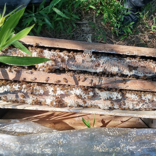 中华蜜蜂 草莓授粉蜂，中蜂，土蜂